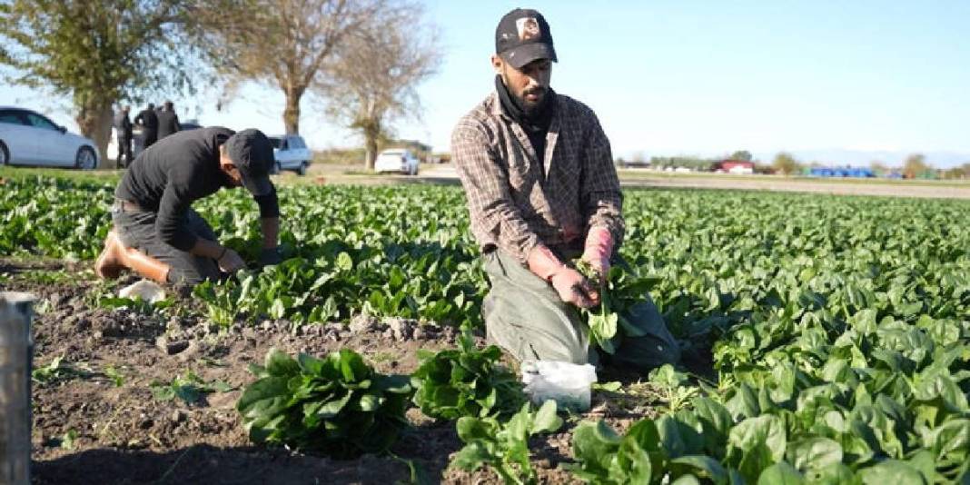 Verimli arazilerde hasat sezonu başladı! Emeğin karşılığı bereketli oluyor, 3 bin tondan fazla rekolte bekleniyor 1